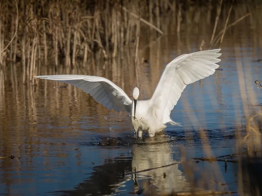 Great White Egret
