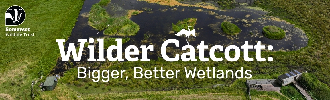 Wilder Catcott: Bigger, Better Wetlands – Big Give