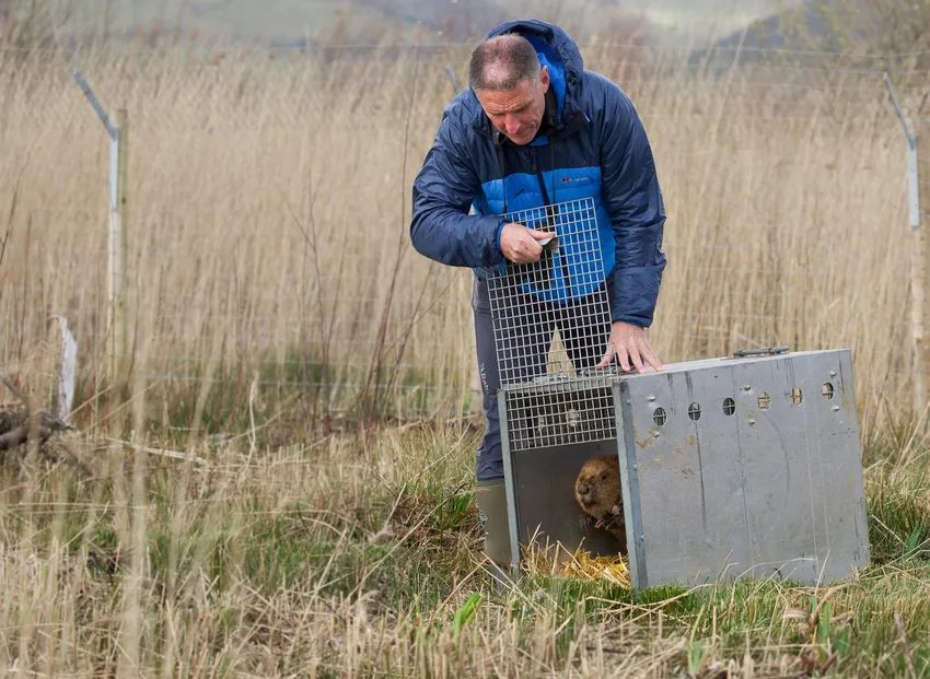 1. Beaver enclosure at Cors Dyfi Nature Reserve - photo by Emyr Evans