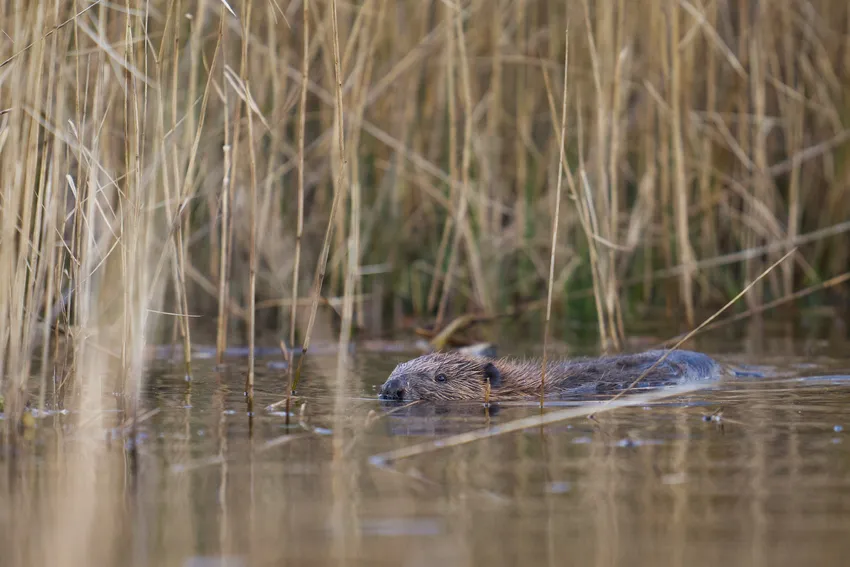 3.Beaver enclosure at Cors Dyfi Nature Reserve - photo by Emyr Evans