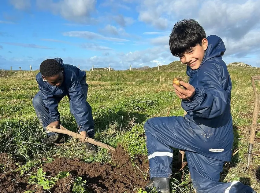Harvesting potatoes
