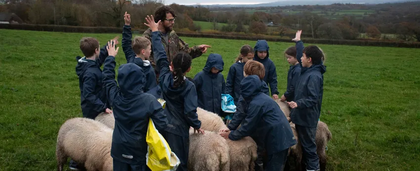 Feeding sheep