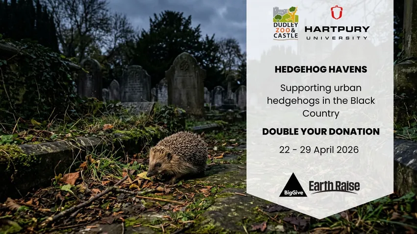 Hedgehog Havens