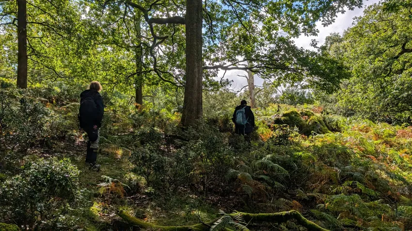 Walking through Rusland Woods