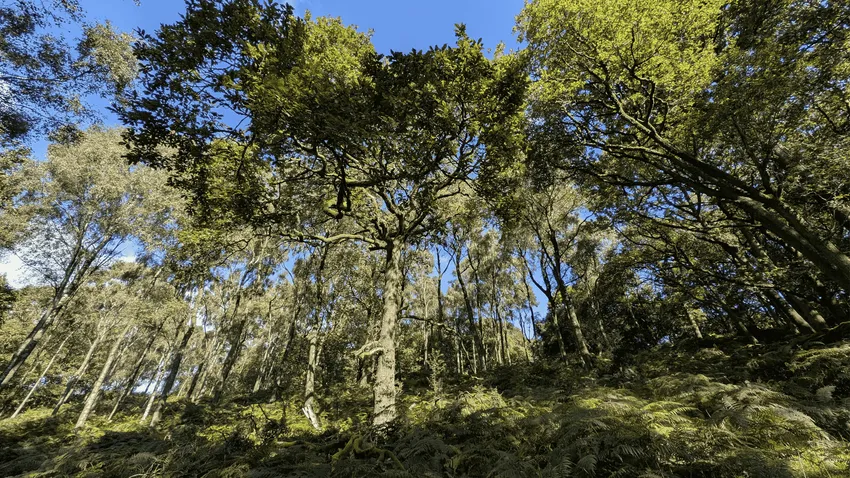 Rusland rainforest tree tops