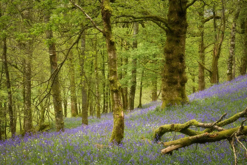 Bluebells Rusland Woods May 24 David Rippin