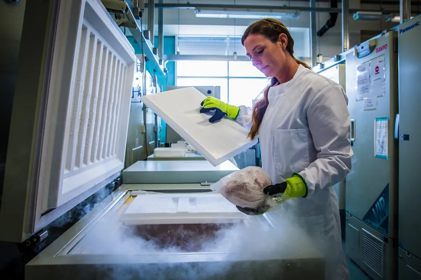 Laura, the manager of the Brain Bank, removes a package from an extremely cold freezer where donated brain tissue is kept.