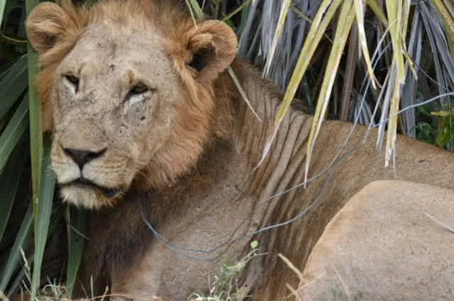 Saving lions email 2 Moja with snare (C) Moses Gitonga