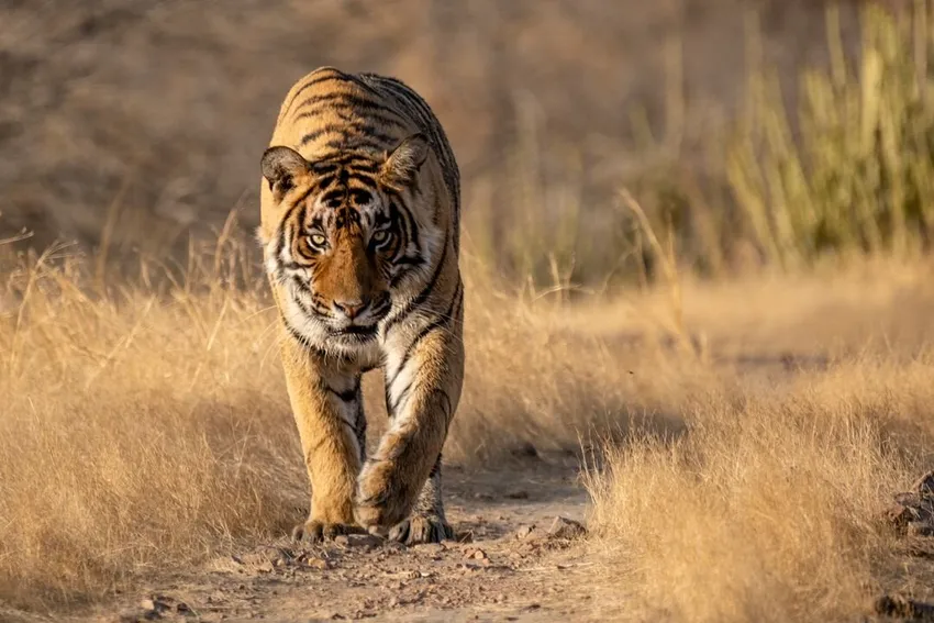 Web image-Tiger (c) tigersintheforest.co.uk