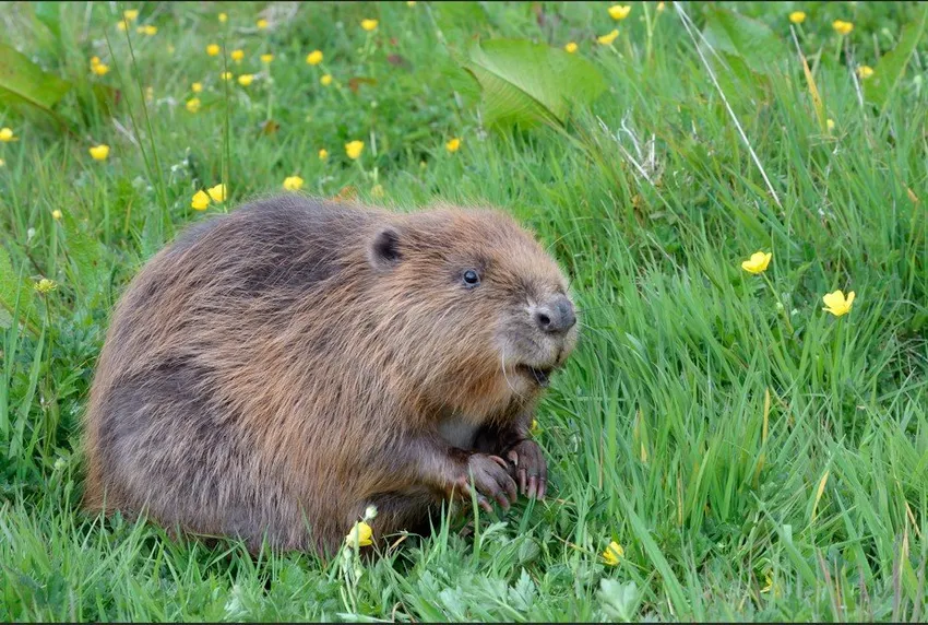 Beaversitsupamongbuttercups_credit Nick UptonCornwall Wildlife Trust