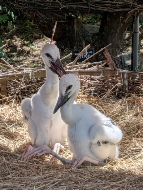 Stork Chicks low res - Credit Emily Fox