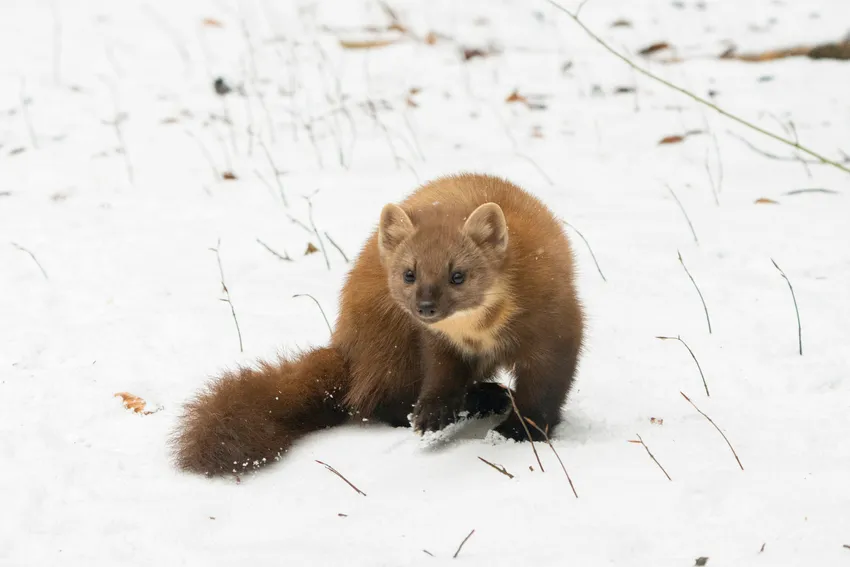 Pine marten sat in the snow on the ground.