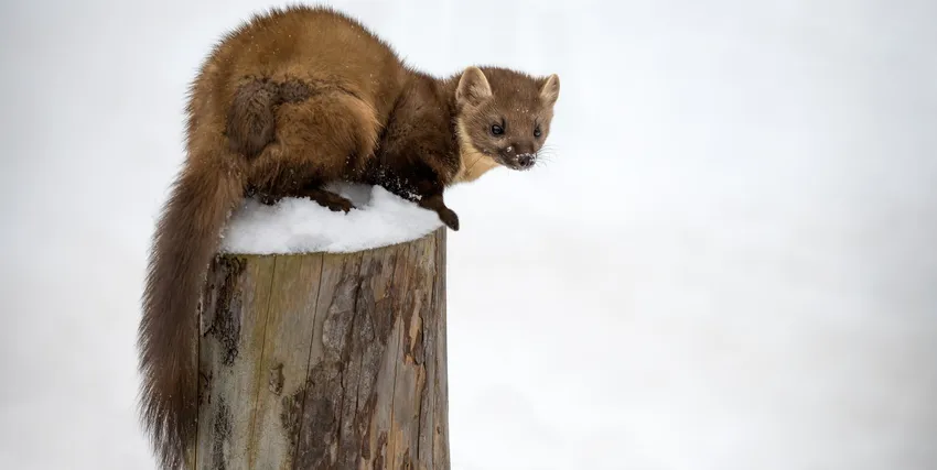 Pine marten sat on a snow capped log with a white, snow filled background