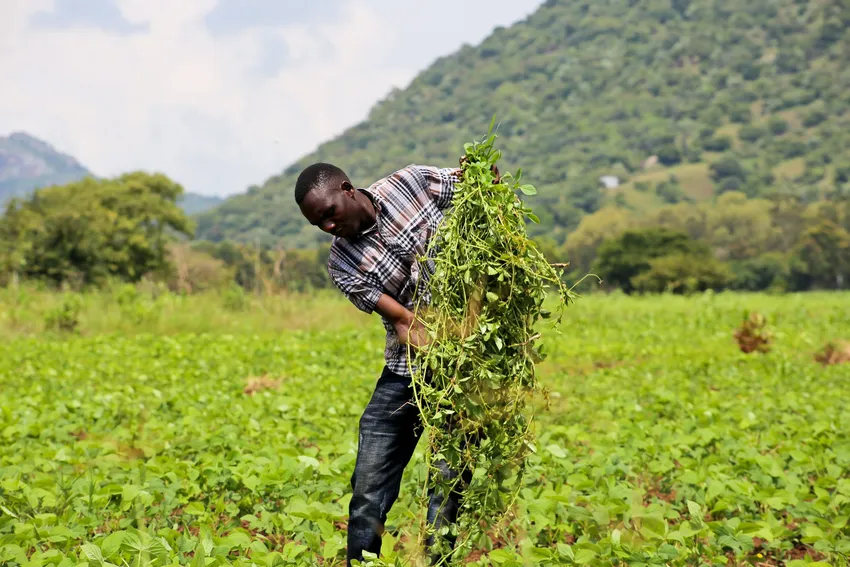 Harvesting crops