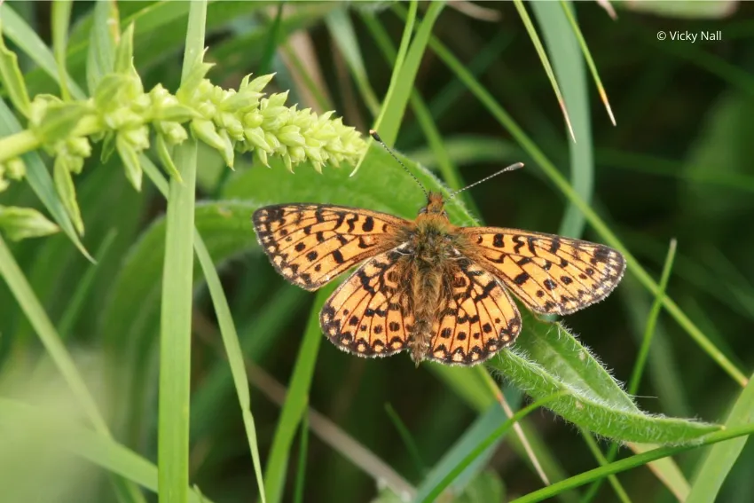 Small pearl bordered fritillary (c) Vicky Nall