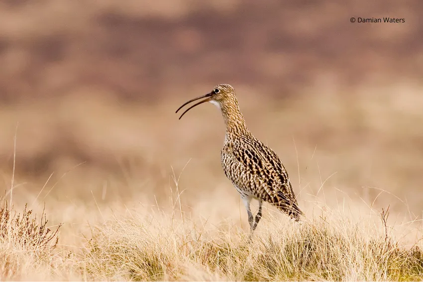 Curlew (c) Damian Waters