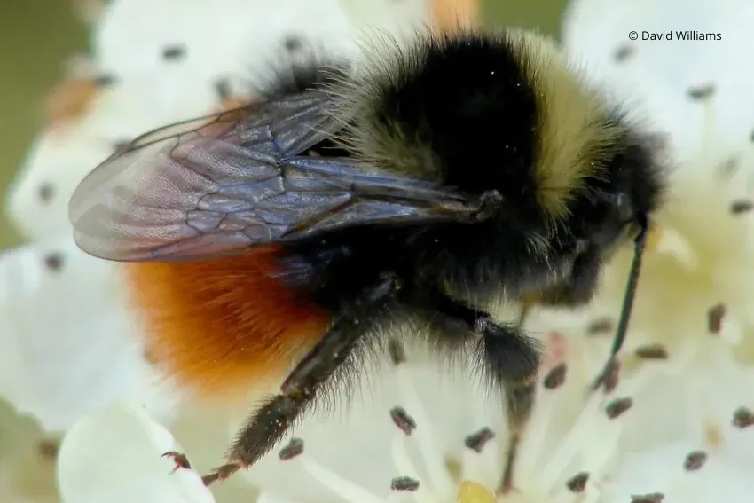 Bilberry bumblebee (c) David Williams