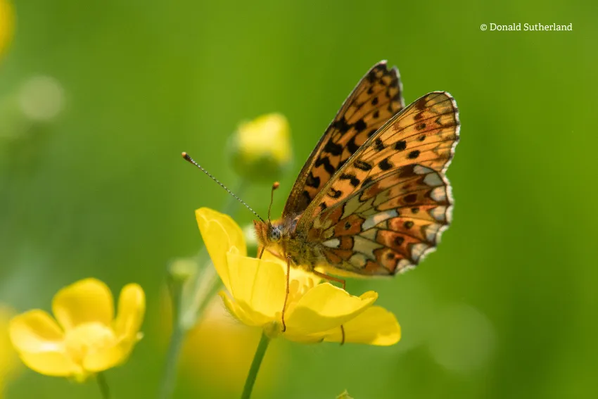 Pearl bordered (c) Donald Sutherland