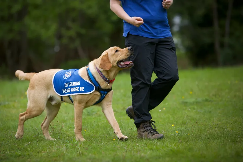 Assistance Dog in Training