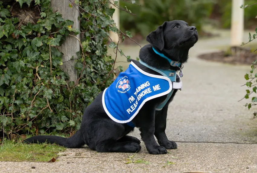 Assistance Puppy in Training