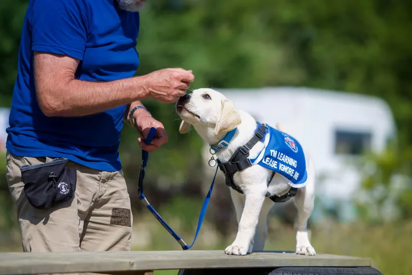 Assistance Puppy in Training