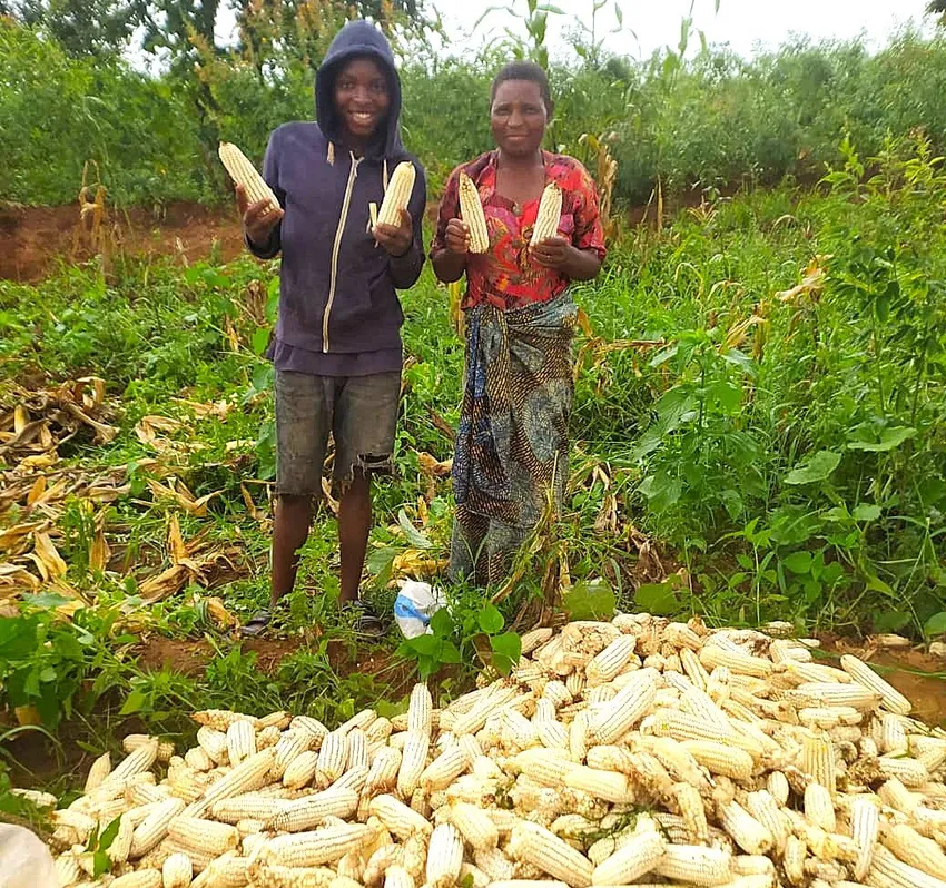 Abundant maize