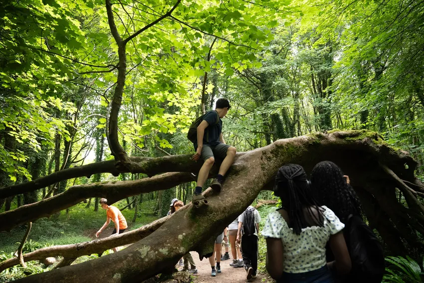 Young people explore a dense, sunlit forest, with some climbing on a large, moss-covered fallen tree trunk.