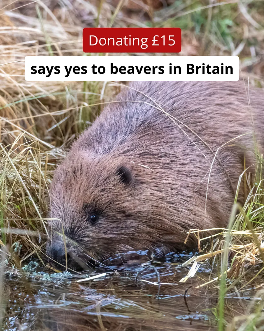 A beaver enters the water from a grassy bank. Text reads: Donating £15 says yes to beavers in Britain
