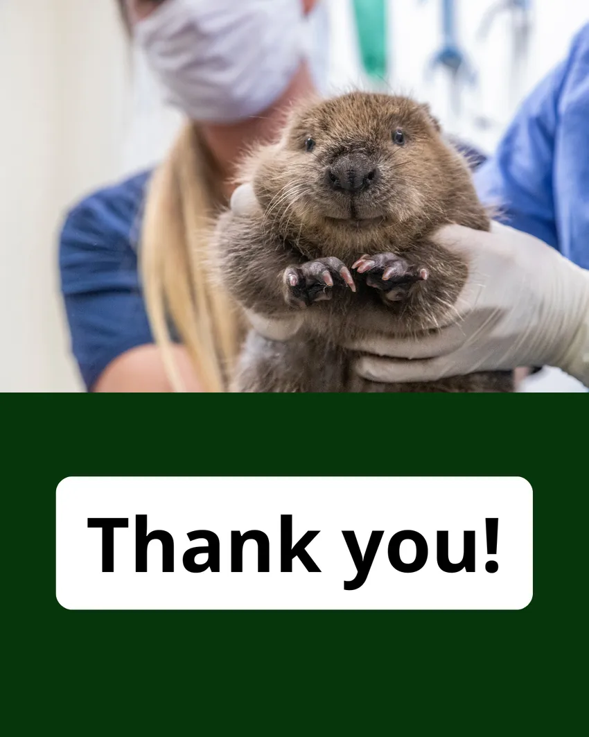 Vets hold a beaver kit up and it appears to be smiling at the camera. Text beneath reads thank you.
