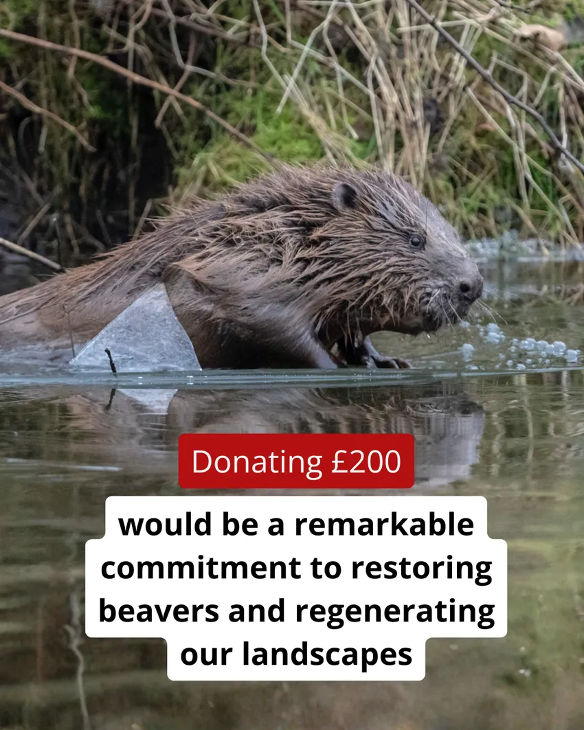 A beaver emerges from the water through ice. Text reads: Donating £200 would be a remarkable commitment to restoring beavers and regenerating our landscapes.
