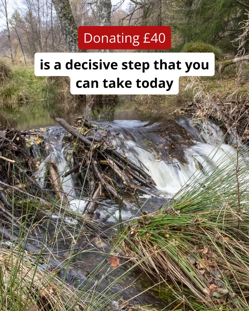Water flows over a tall beaver dam. Text reads: Donating £40 is a decisive step that you can take today.