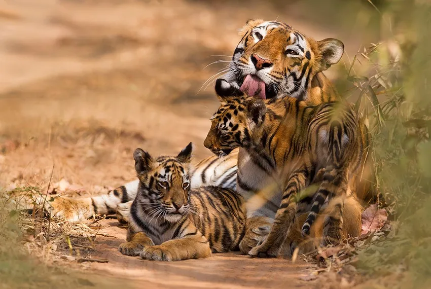 Tigers
