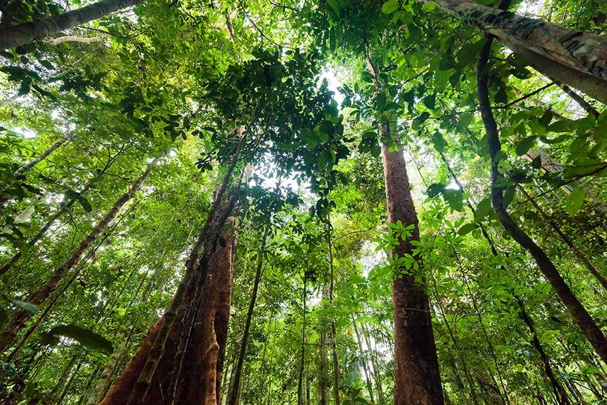 Forest