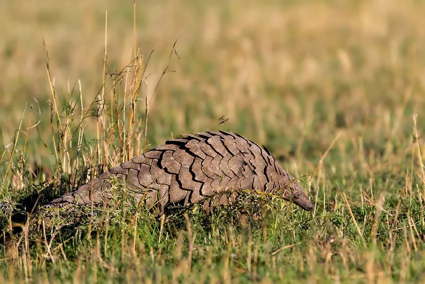 Pangolin