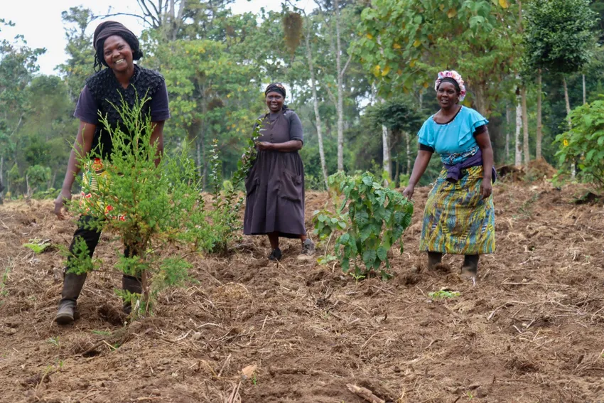 ITF, Kenya - 3 women with saplings