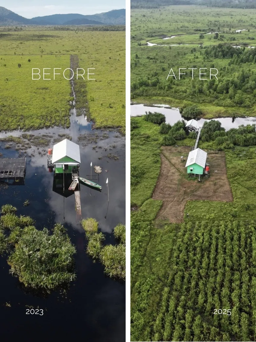 Before and After in Gunung Palung National Park, Borneo
