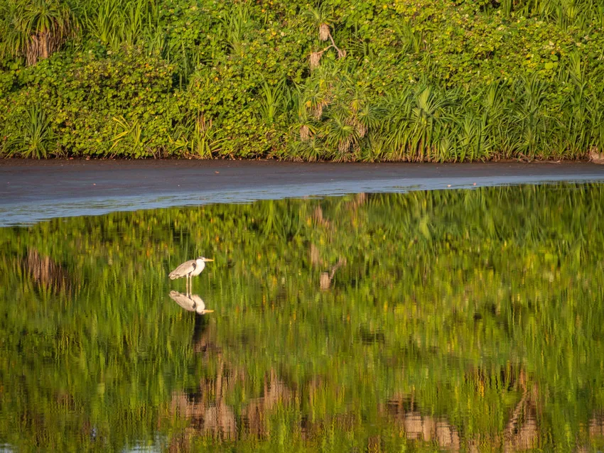 MaldivesMangroves.Credit: Andy-Ball.