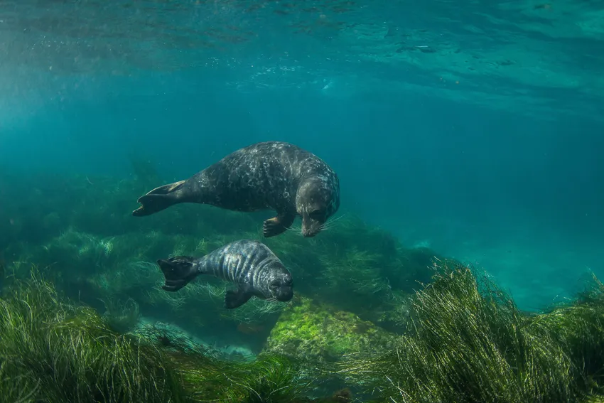 Seals swim among blue carbon habitats