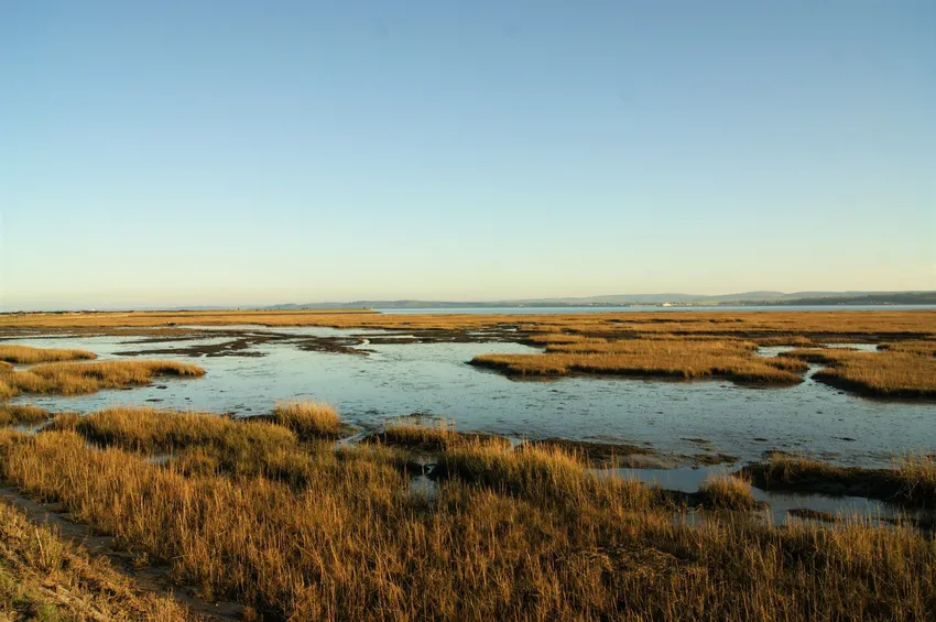 An expanse of saltmarsh