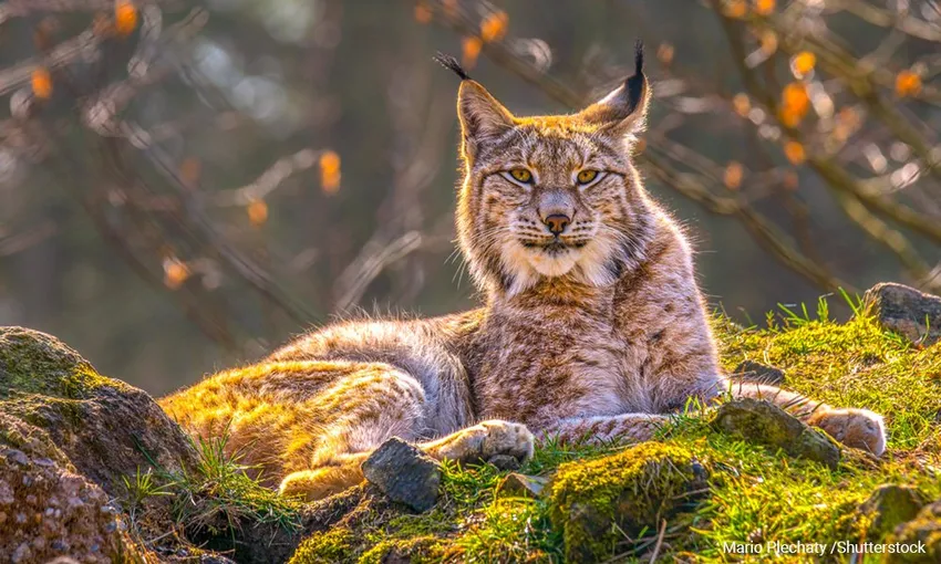 Lynx