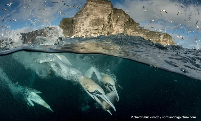 Gannets underwater