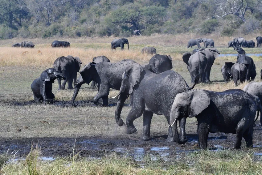 Elephant photo 4