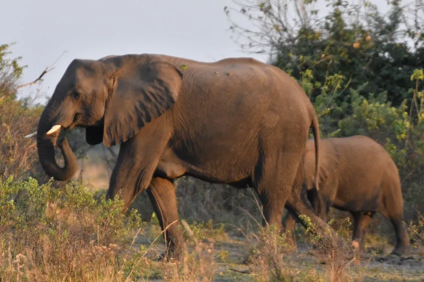 Elephant photo 2