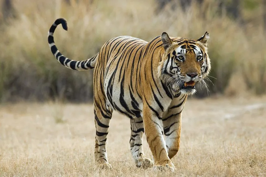 Help Equip Rangers to Protect India's Tigers