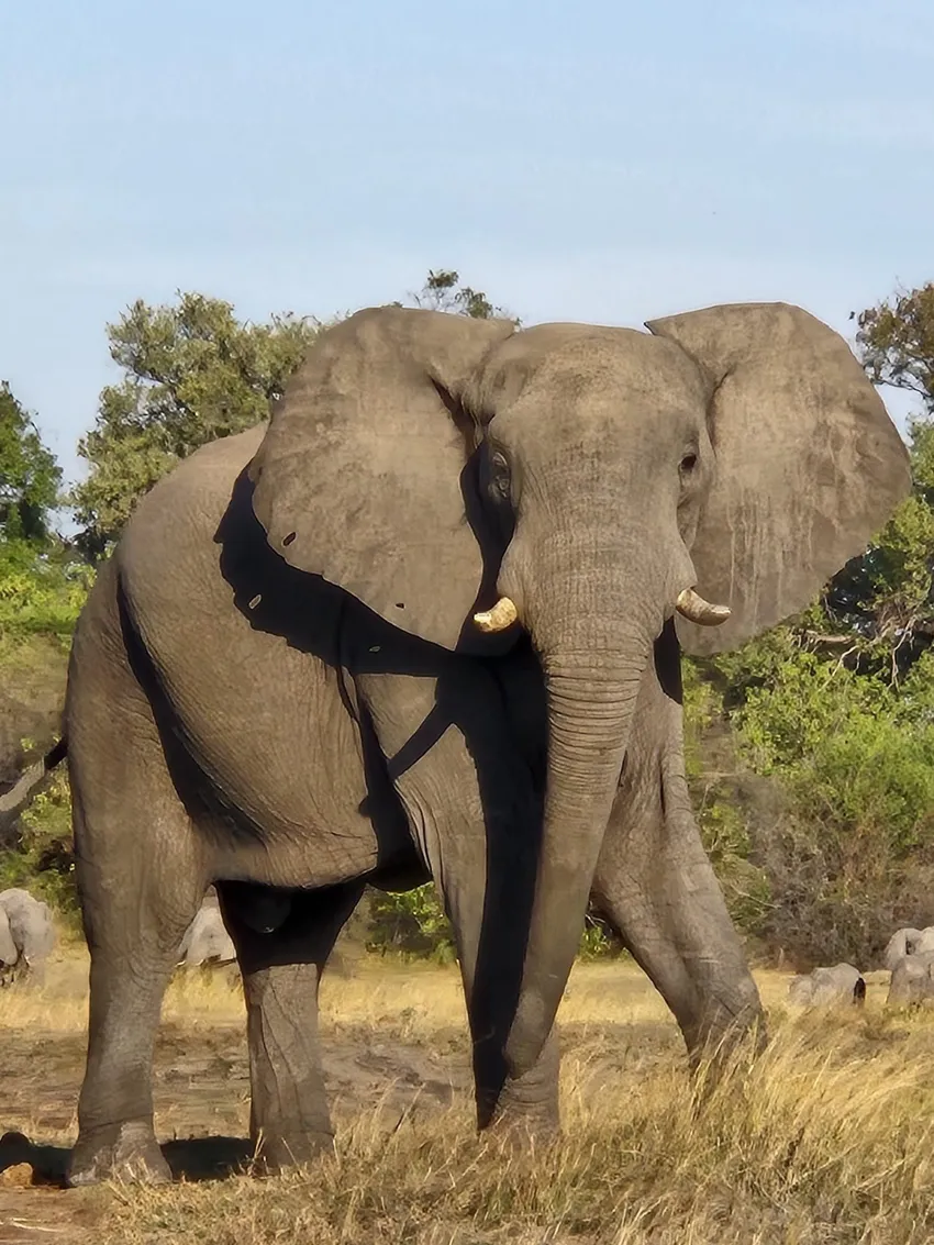 Elephant image 1