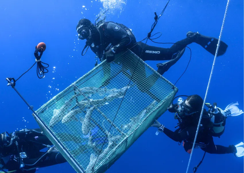 Conservation Collective: Celebrating 5 Years – Big Give