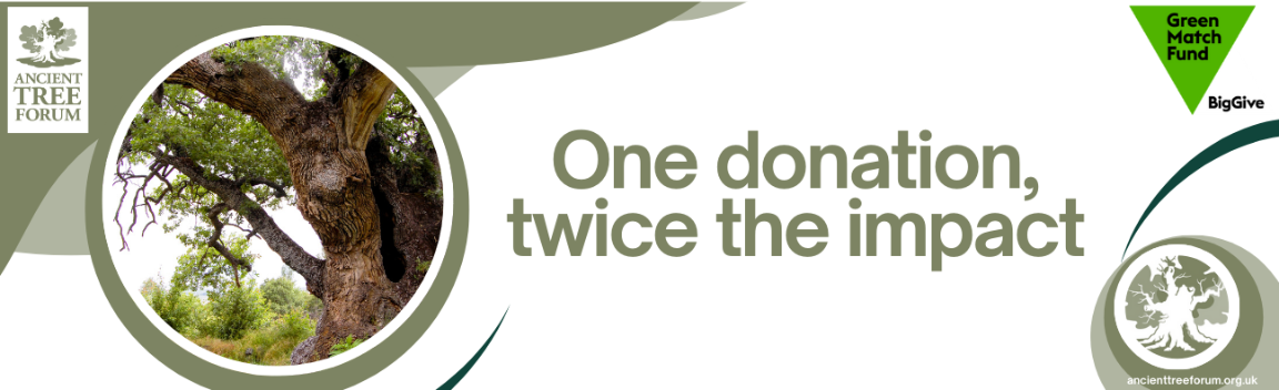Supporting the conservation of our ancient trees – Big Give