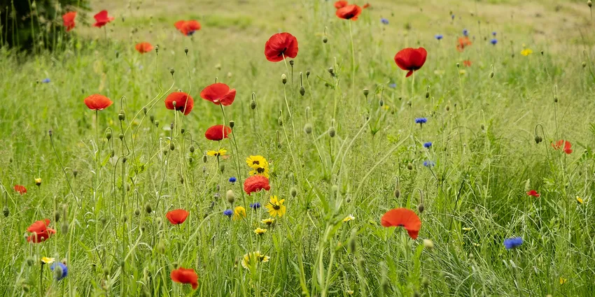 wild flowers