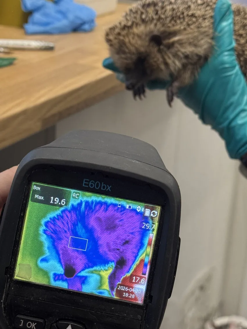 Assessing Sampson a new admission who had become trapped in a pond and was severely hypothermic on admission