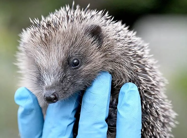 Prickles and Paws admits up to 1,400 hedgehogs a year!